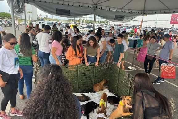 Animais encontrados em abrigos para venezuelanos são colocados para adoção em feira no Pátio Roraima Shopping