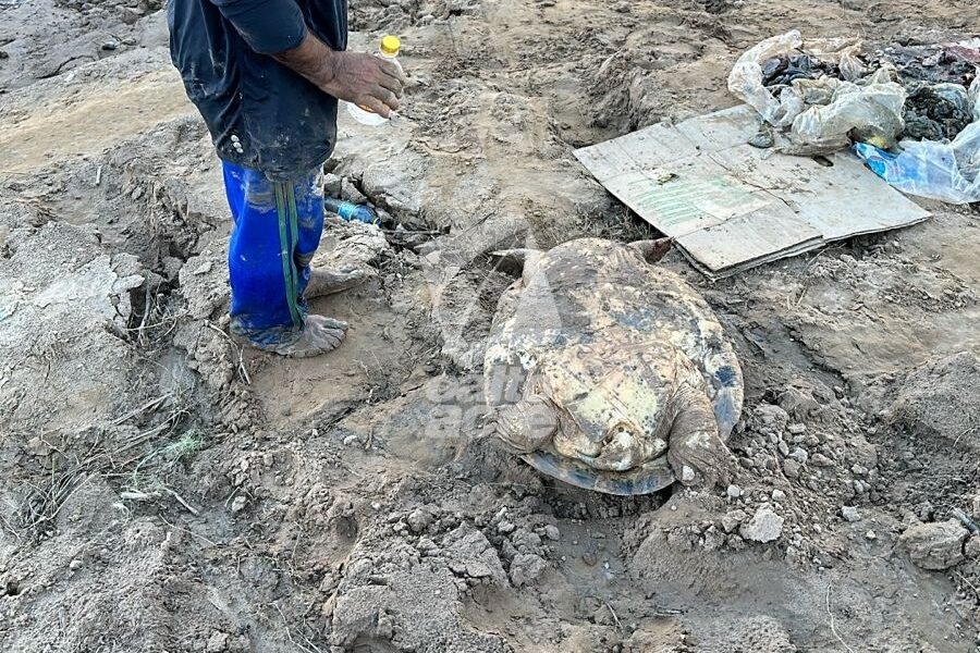Tartaruga de cerca de 30 quilos surpreende moradores na Orla da Gameleira, em Rio Branco