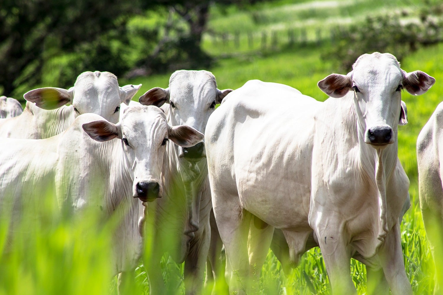 Produtores de Roraima devem atualizar cadastro de rebanhos até 31 de outubro