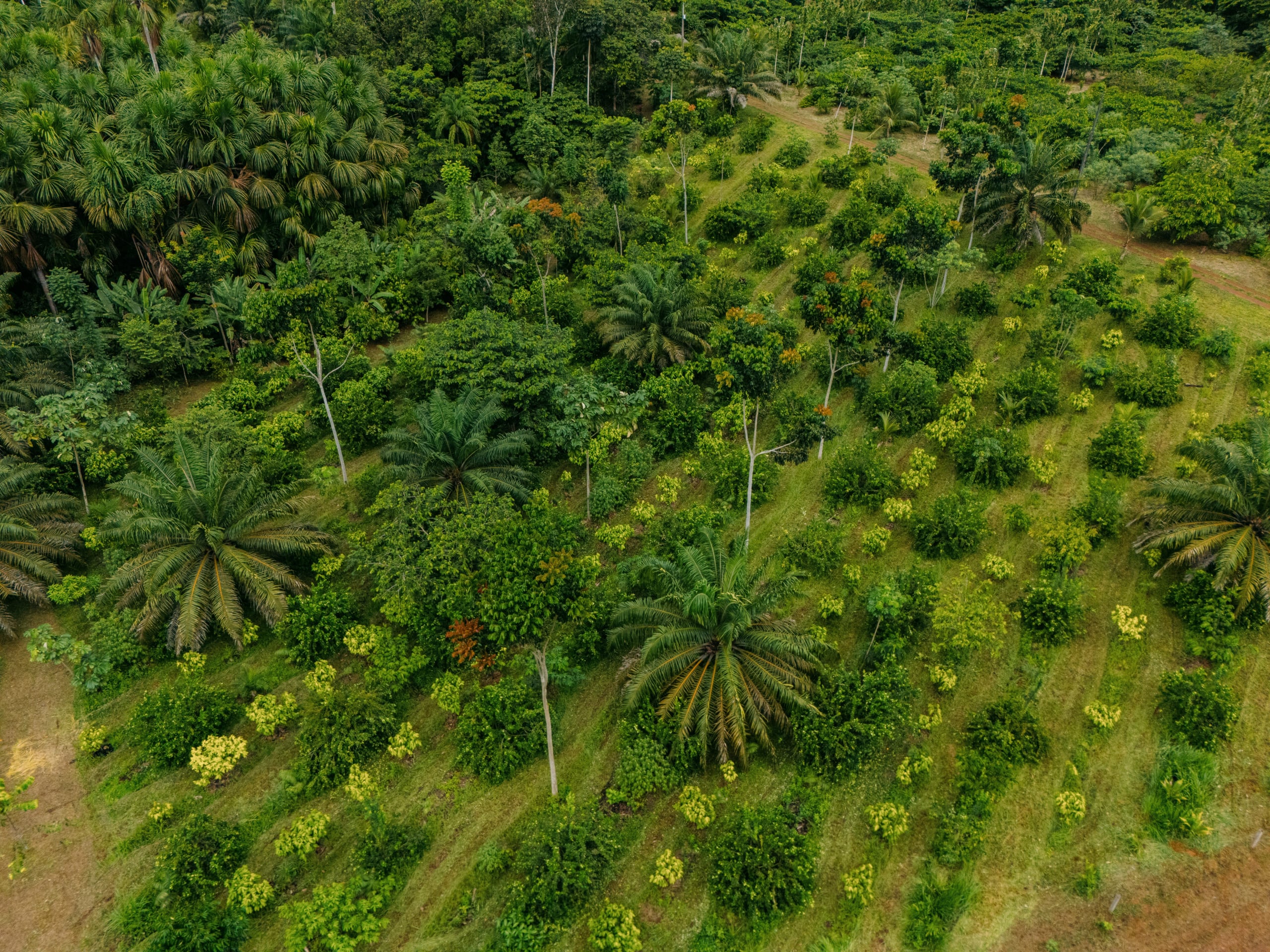 Projeto agroflorestal no sul de Roraima recebe R$ 18 milhões do BNDES